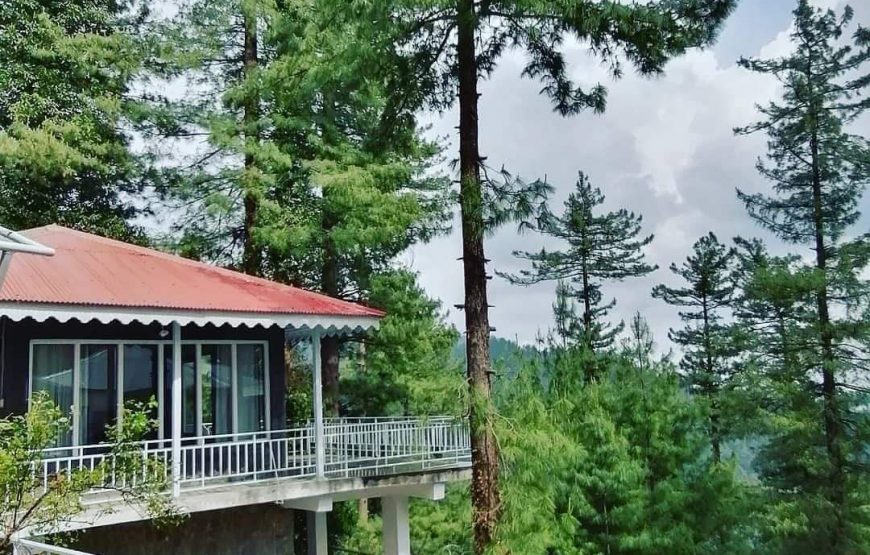 Pine Tree Resort