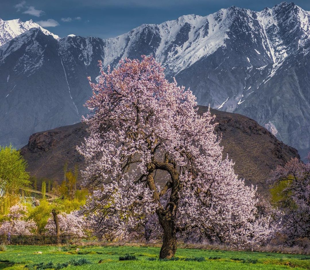 Explore The Enchanting “Blossom Season” Of Beautiful Gilgit Baltistan
