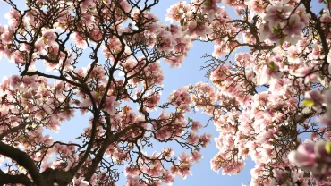 Blossom In Skardu