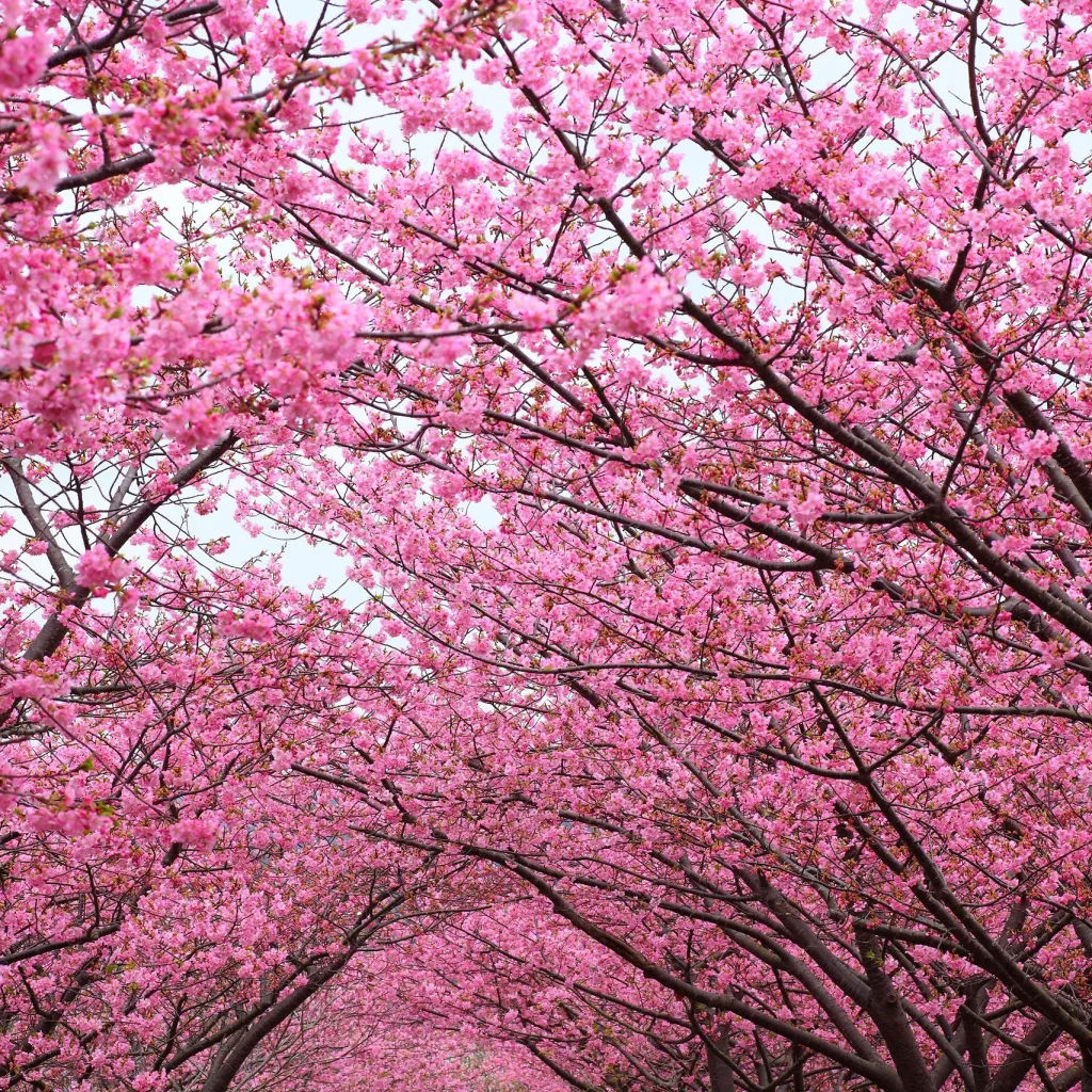 Blossom Season in Skardu