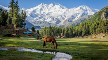 Fairy Meadows: Unforgettable Experiences in Gilgit-Baltistan